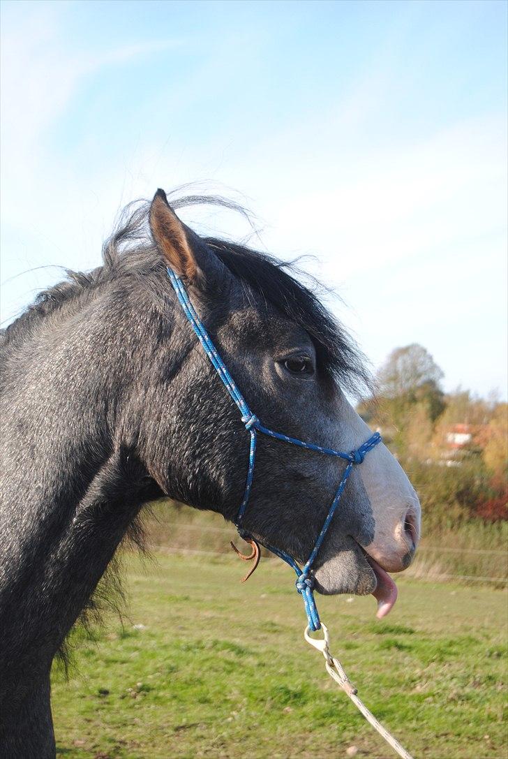 Anden særlig race Rolighedens Caruzo  - 14# Hvad mon han rækker tunge af, måske mig? Foto: Jeanett billede 14