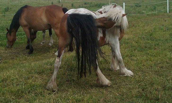 Irish Cob freja - her kan man rigtig se hendes flotte farver, og så klør det hvis lige lidt he he
2010 billede 8