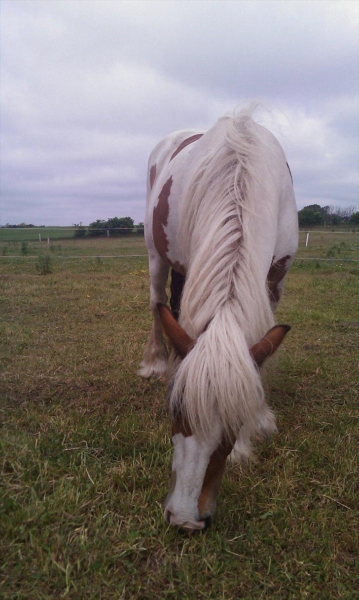 Irish Cob freja - her prøver hun på at snyde mig, så hun kan komme helt tæt på og blive nusset billede 9