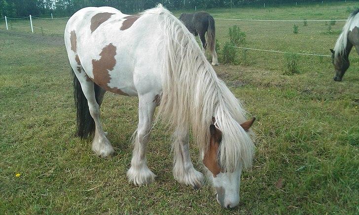 Irish Cob freja - hun har også bare de sødeste brune ørere, som hun elsker at få nusset billede 10