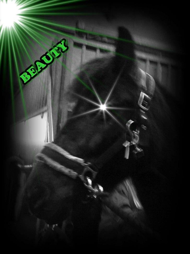 Anden særlig race Beauty part - hun er en meget køn hoppe!!!!! billede 14