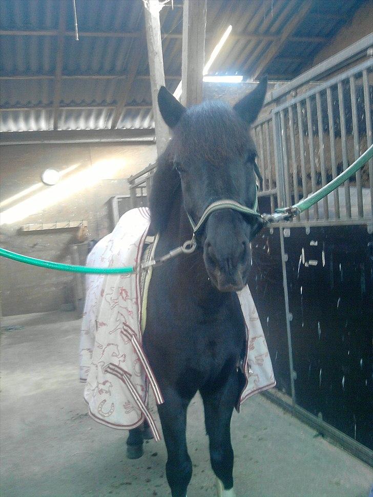 Anden særlig race Beauty part - smukkeste pony<3 billede 15