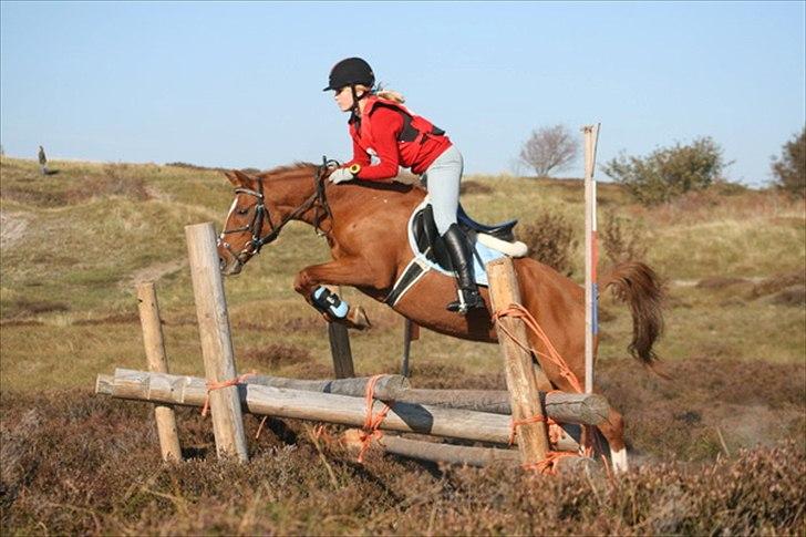 Welsh Pony (sec B) Nancy *Min bedste ven* - Terræn 9. oktober 2010. 2 plads. billede 16