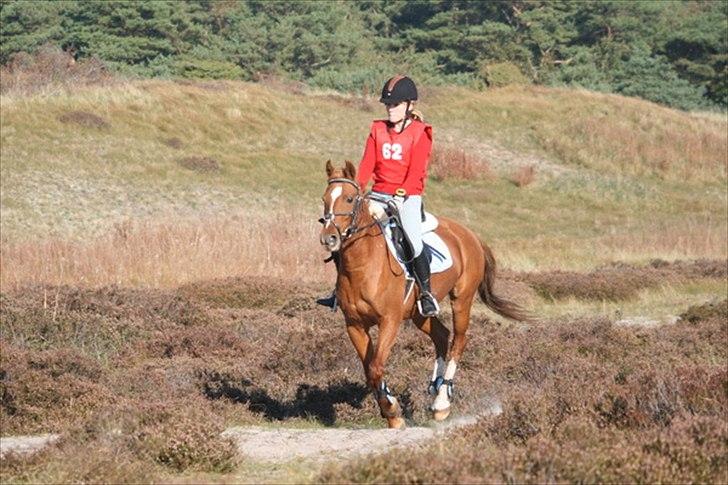 Welsh Pony (sec B) Nancy *Min bedste ven* - 2. plads. billede 17