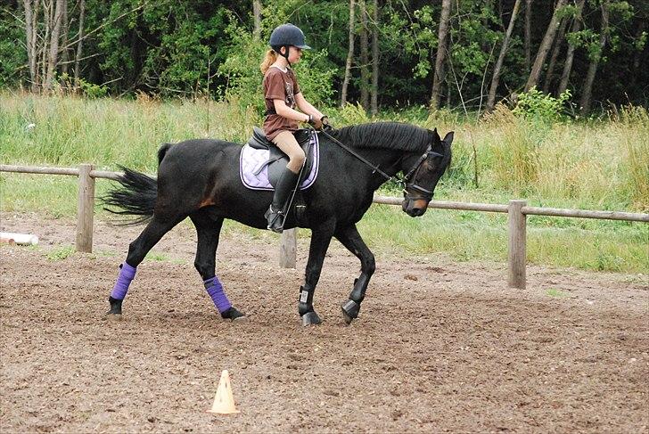 Anden særlig race Bonfire *Solgt* - Mig og Bonfire oppe hos landstrænneren i dressur billede 6