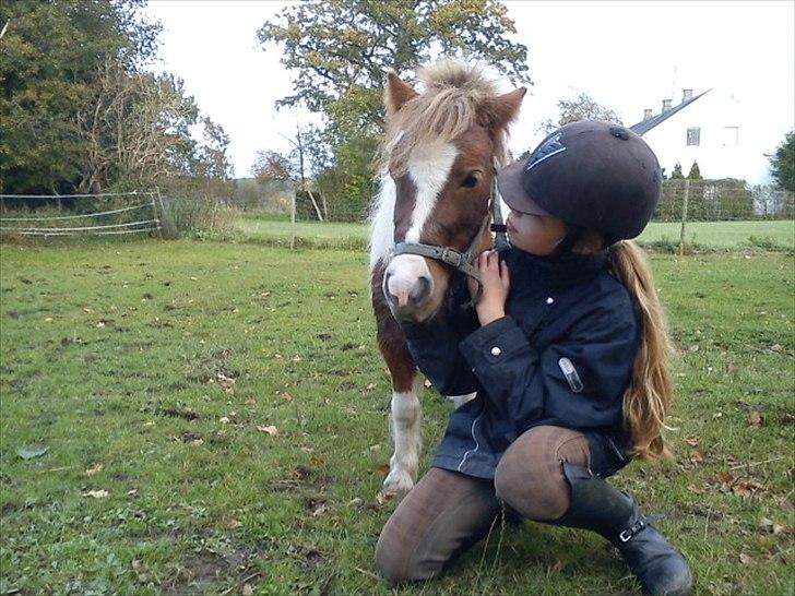 Shetlænder Chessy =]<33 - elsker diig<3 billede 14