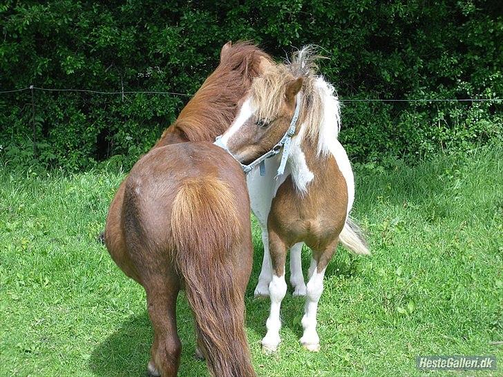 Shetlænder Chessy =]<33 billede 15