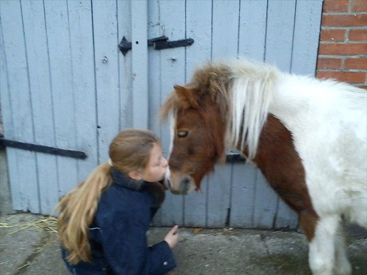 Shetlænder Chessy =]<33 - et lille kys<3 billede 16