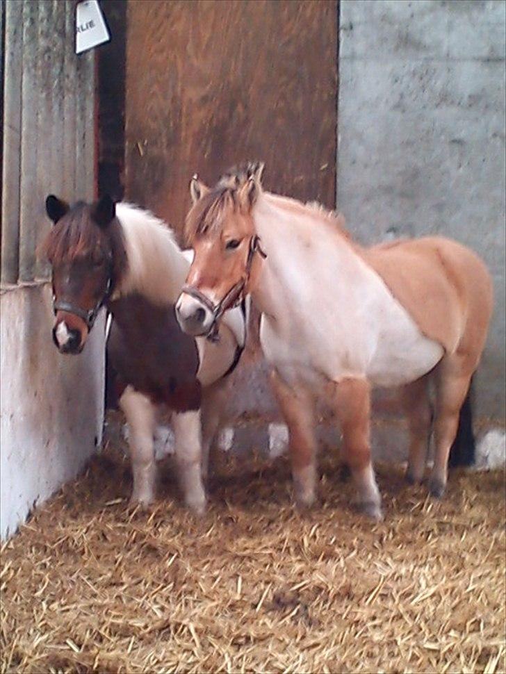 Anden særlig race Shira=]<3 - Shira og Drible<3 billede 19