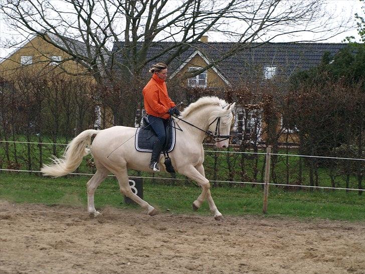 Palomino klepholms kara mello  (solgt) billede 12