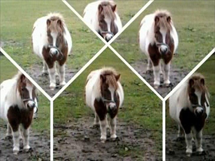 Shetlænder Chessy<33 - nu er der et paar mere af Chessy<3 hihi billede 14