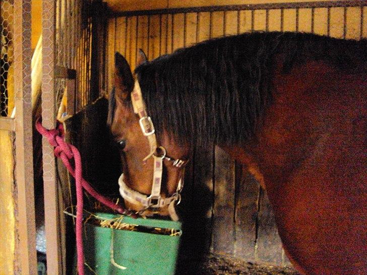 Anden særlig race Beauty billede 16