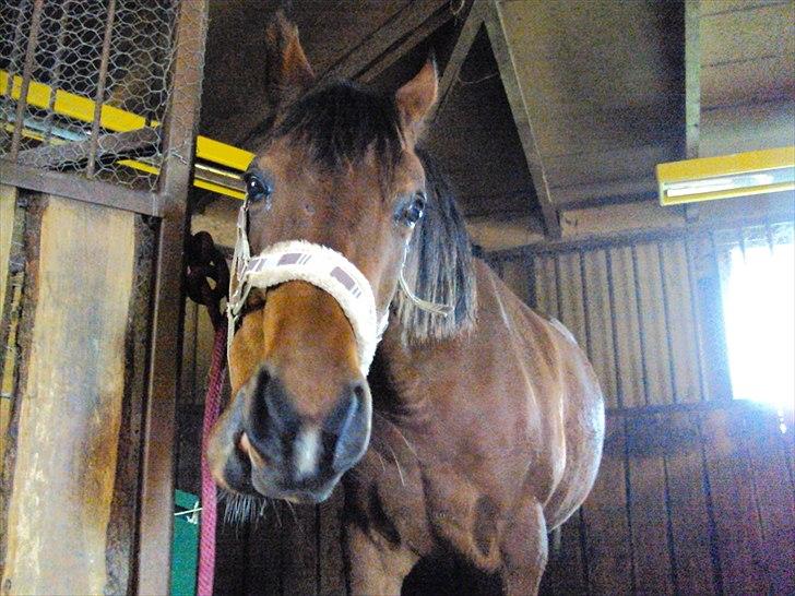 Anden særlig race Beauty billede 17