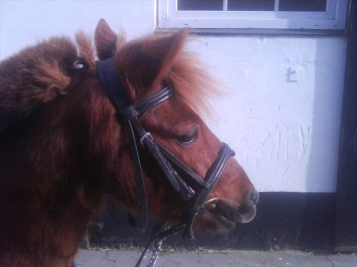 Shetlænder Laban ¤Har passet¤ - vi har lige været ude at gå en deeejlig tur!  Foto: Mig! billede 11