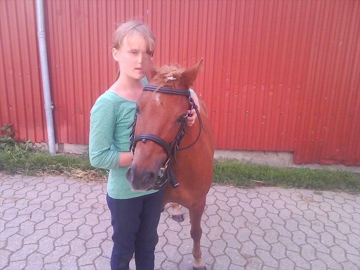 Shetlænder Laban ¤Har passet¤ - Efter strigle konkurencen på ridelejr  Foto: ??? billede 12