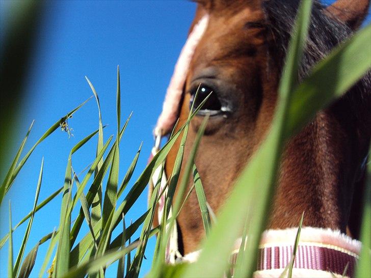 Anden særlig race Beauty billede 19
