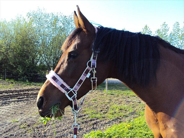 Anden særlig race Beauty billede 20