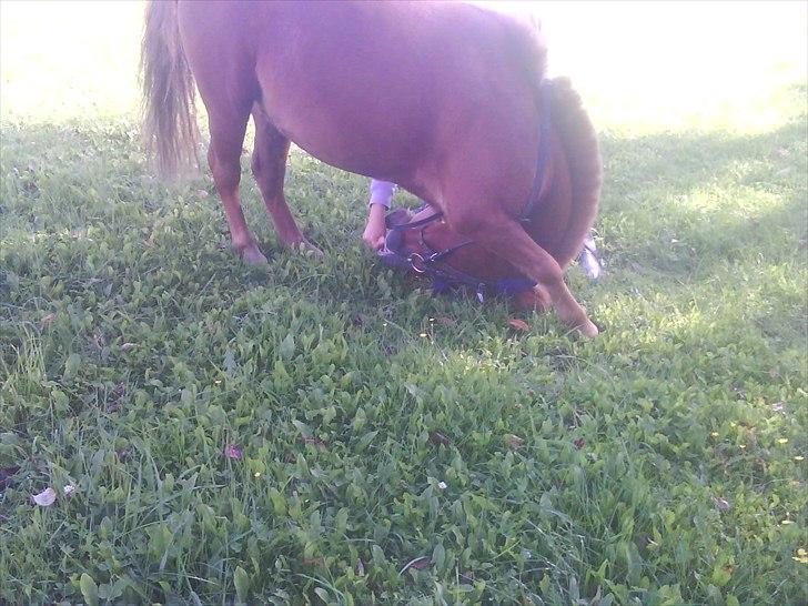 Shetlænder Laban ¤Har passet¤ - Han nejer Foto: Mig! billede 13