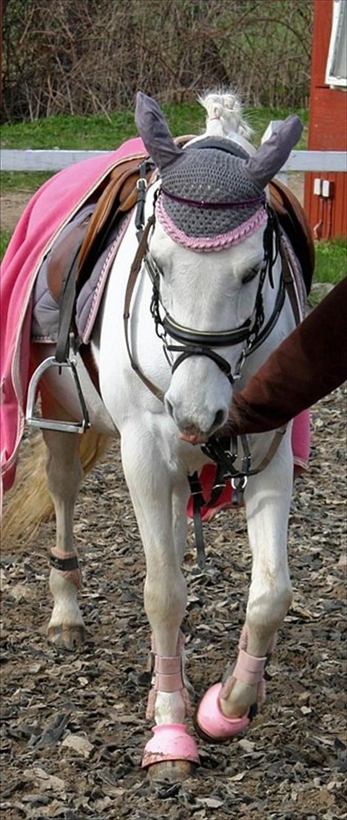 Anden særlig race lady pop *prinsessen* - foto: Mie kristensen billede 11