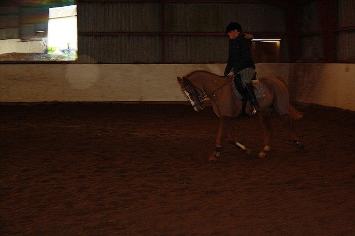 Anden særlig race Vestergårds La Chanta   billede 8