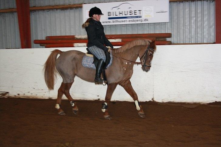 Anden særlig race Vestergårds La Chanta   billede 10