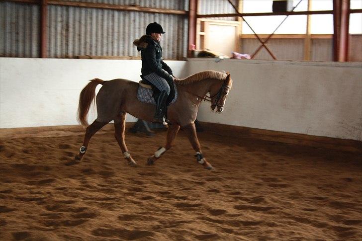 Anden særlig race Vestergårds La Chanta   billede 11