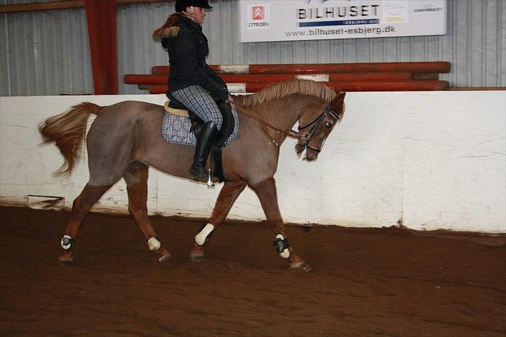 Anden særlig race Vestergårds La Chanta   billede 12