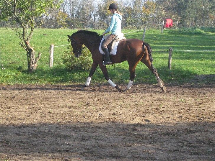 Traver Comet  Søsters hest R.I.P 2012 billede 8