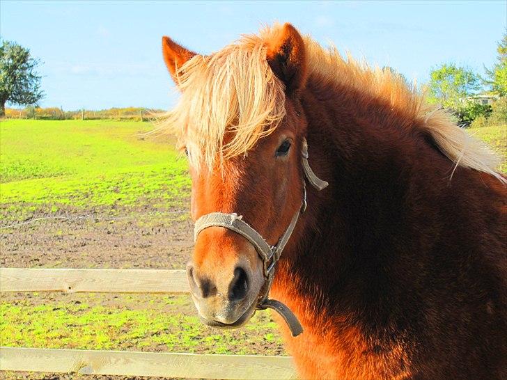 Islænder Fjóla fra freersvang  billede 15