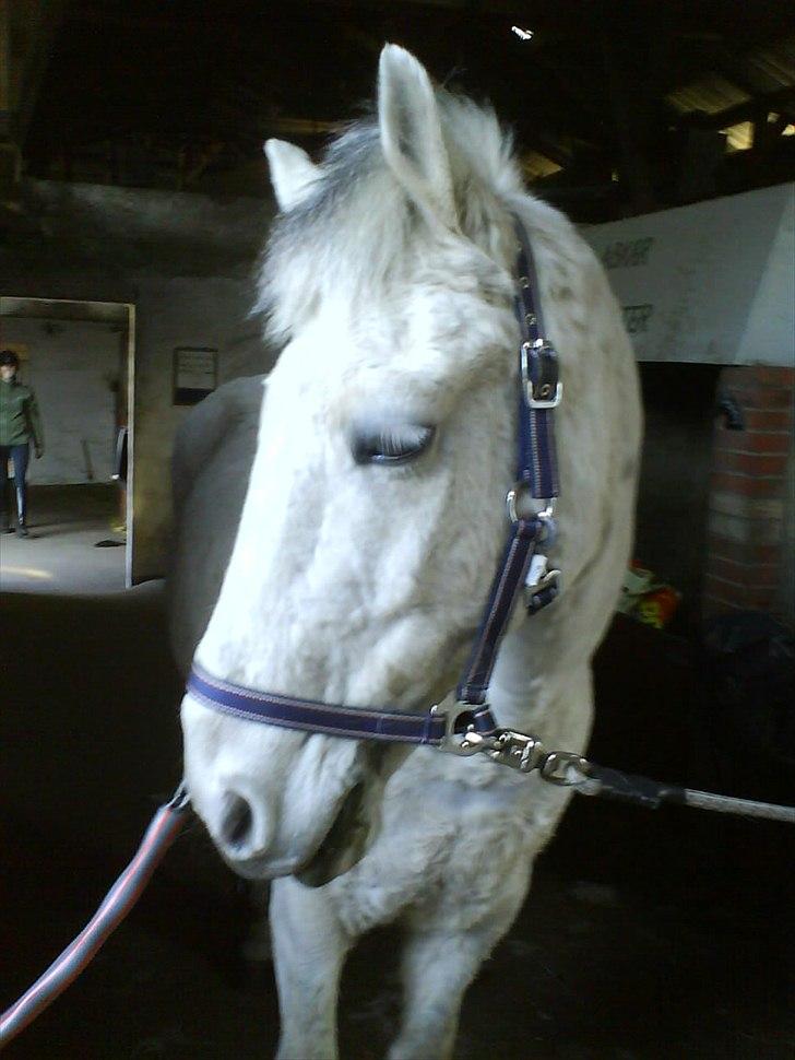 Anden særlig race Viggo - min pony med krøller:D billede 3