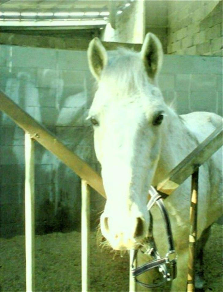 Anden særlig race Viggo - min skønne hyp(: billede 4