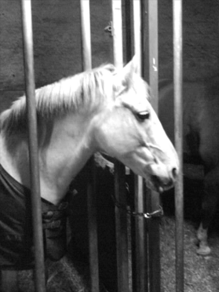 Anden særlig race Viggo - når der sker noget spændene i ridehuset! (: billede 6