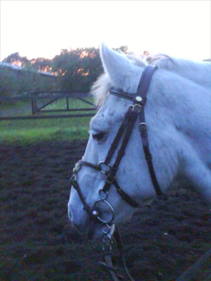 Anden særlig race Viggo - min dejlige hyp:) billede 8