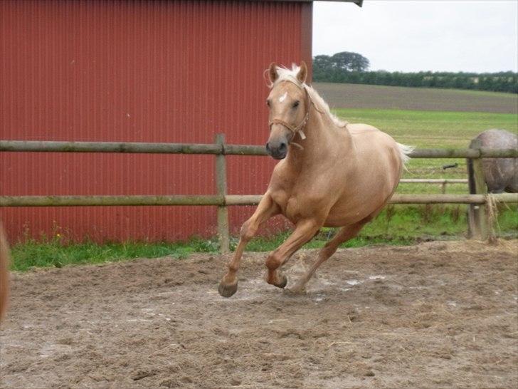 Palomino Guldhyppen Disalica :-I  - Ja, der er fart over feltet :D!  FOTO: mig med mit spejlreflex :D billede 19