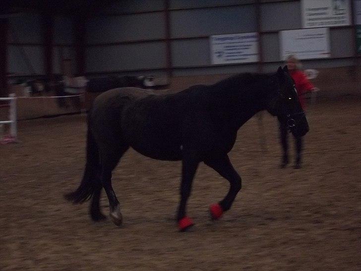 Welsh Cob (sec D) Chalfont Carrissima - min mor har hende longe (staves) billede 1