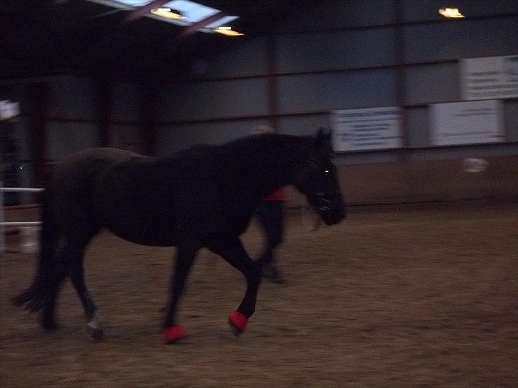 Welsh Cob (sec D) Chalfont Carrissima billede 2
