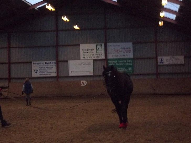 Welsh Cob (sec D) Chalfont Carrissima billede 3