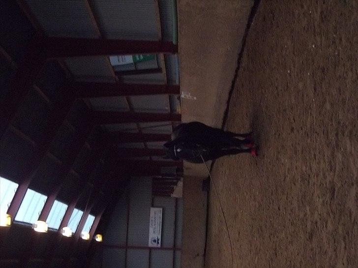 Welsh Cob (sec D) Chalfont Carrissima billede 4