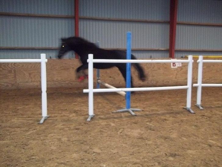 Welsh Cob (sec D) Chalfont Carrissima - Jump !!  billede 5
