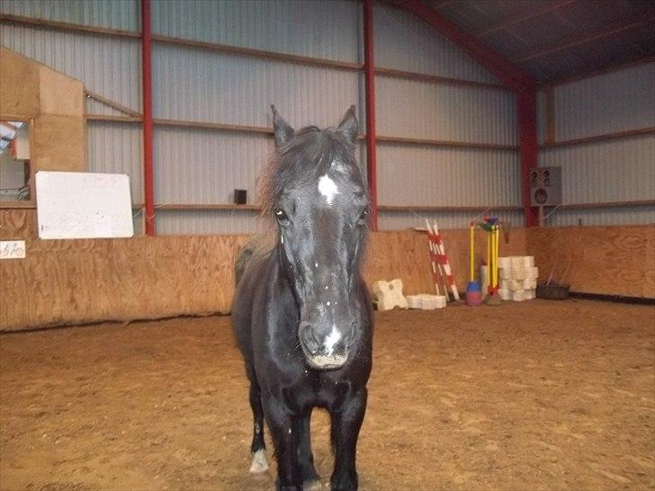 Welsh Cob (sec D) Chalfont Carrissima - Pony !! billede 6