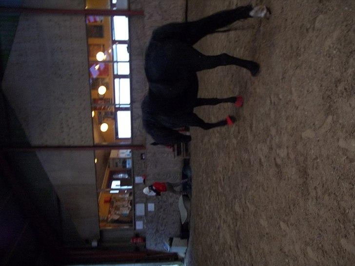 Welsh Cob (sec D) Chalfont Carrissima billede 7