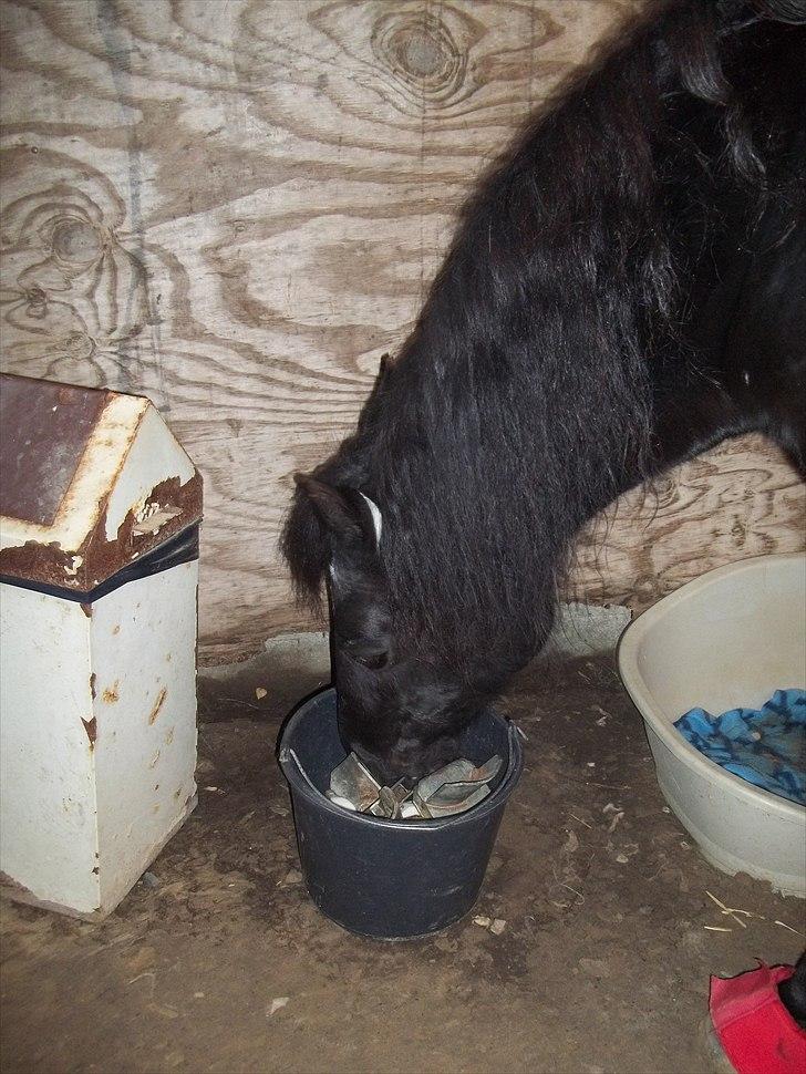 Welsh Cob (sec D) Chalfont Carrissima - Hvad kan jeg mon finde her nede billede 8