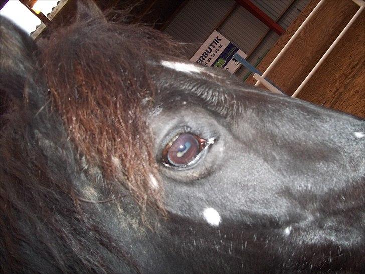 Welsh Cob (sec D) Chalfont Carrissima - hendes smukke øje billede 9