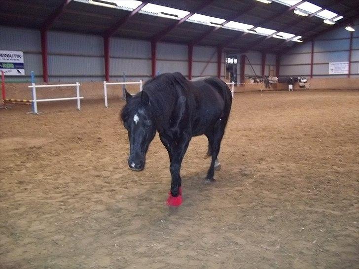 Welsh Cob (sec D) Chalfont Carrissima billede 10