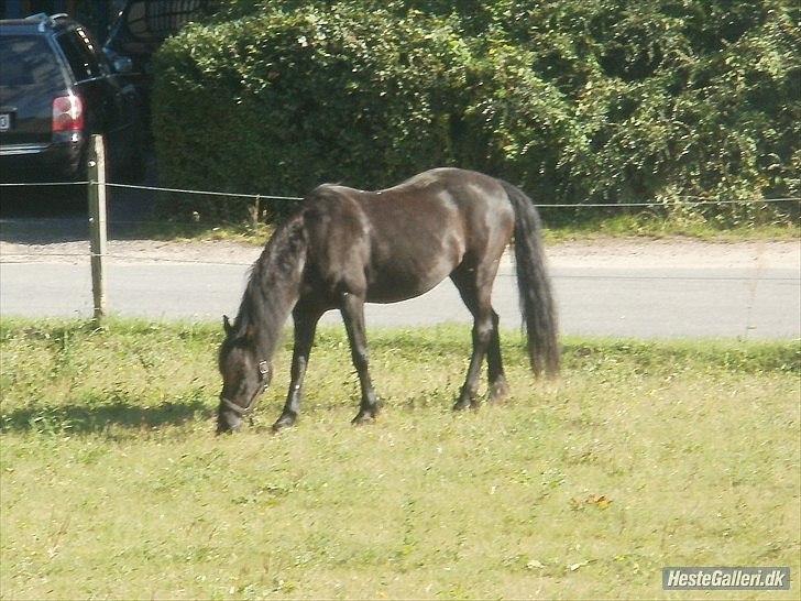 Welsh Cob (sec D) Chalfont Carrissima - Så er man på fold XD billede 11