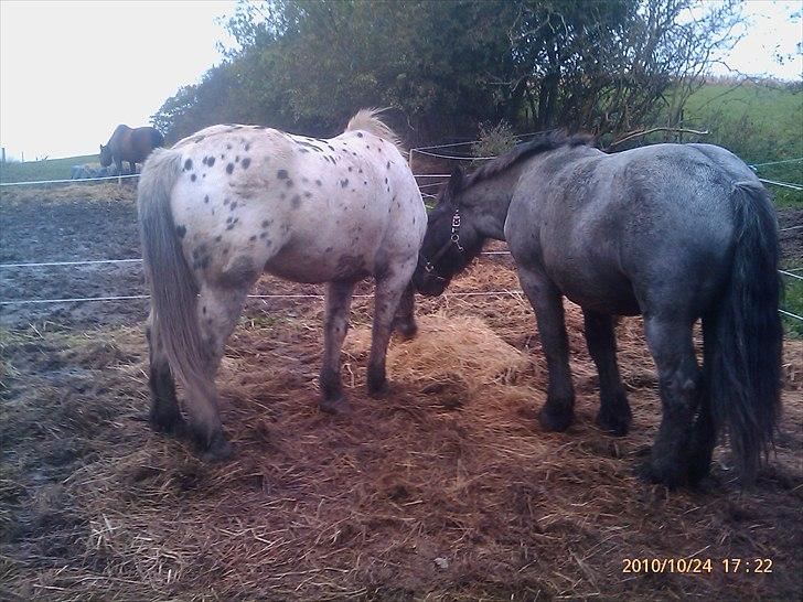 Noriker needles  - det nye makker par :D billede 8