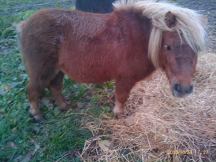 Anden særlig race L.U.F.E.H - lidt sød er hun da :D billede 12