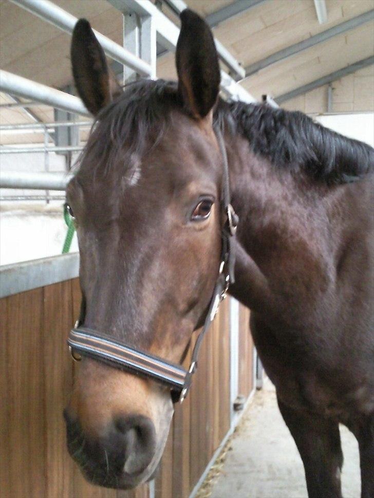 Anden særlig race Platinico - Tidl. PASSER - Nico står lige og kigger ! <3 billede 1