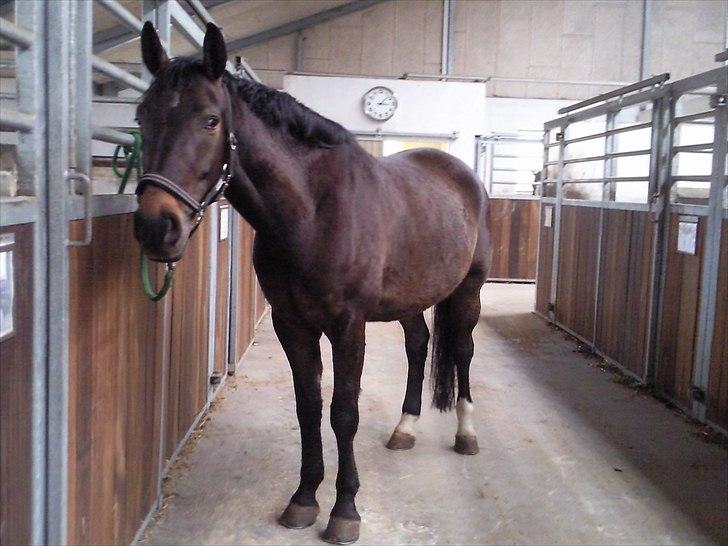 Anden særlig race Platinico - Tidl. PASSER - Nico på staldgangen <3 billede 2