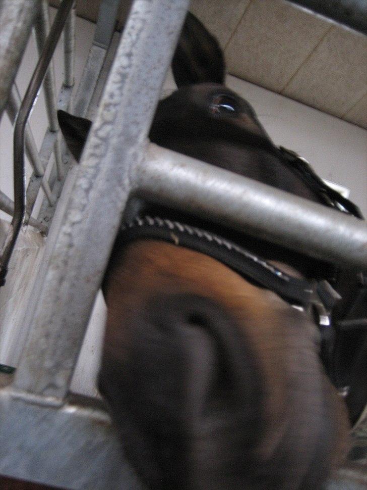 Anden særlig race Platinico - Tidl. PASSER - Må jeg få noget og spise ? ;) billede 3